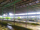 Dự án chăn nuôi bò nghìn tỉ, sau 10 năm vẫn không có con bò nào chỉ có... bạt ngàn cây dứa